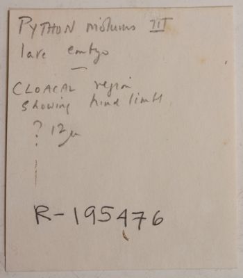 Media type: image;   Herpetology R-195476